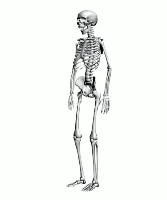 Скелет анатомия медицина