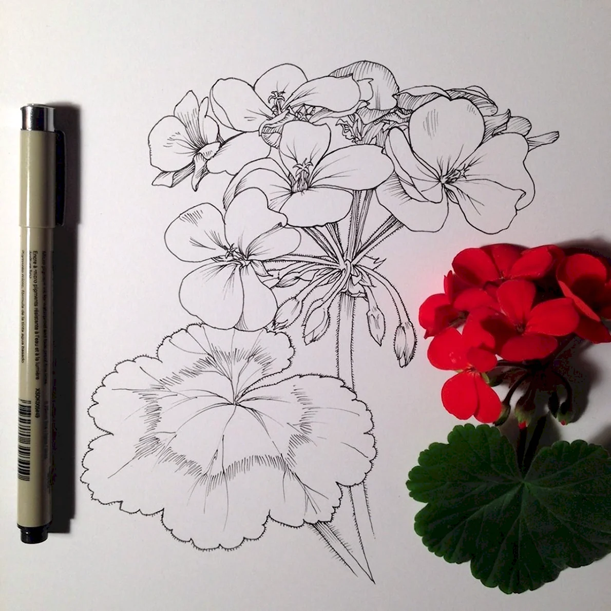Скетчинг рисунки цветы
