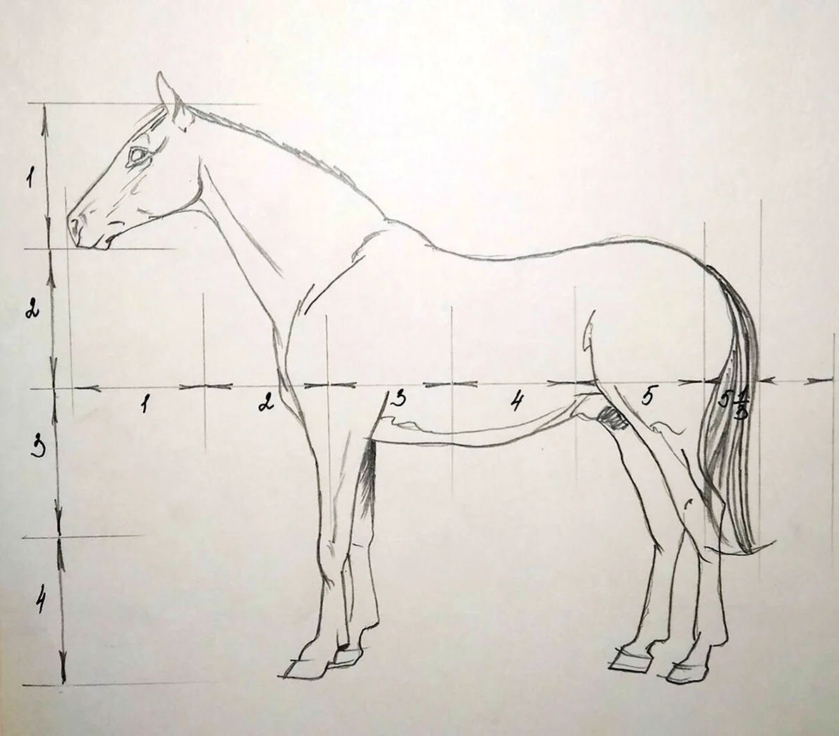 Схематичный рисунок лошади