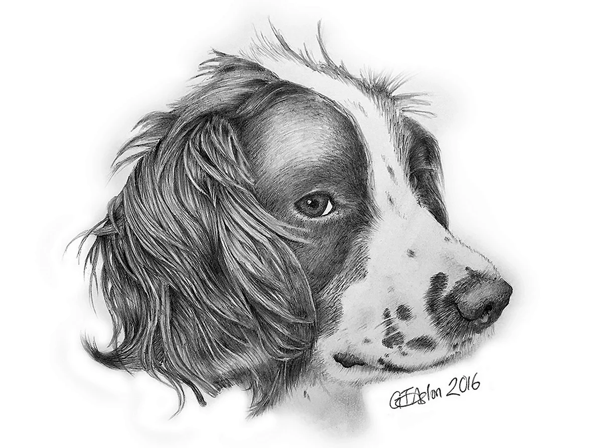 Рисунок Собаки Карандашом Для Срисовки Спаниель (31 Шт)