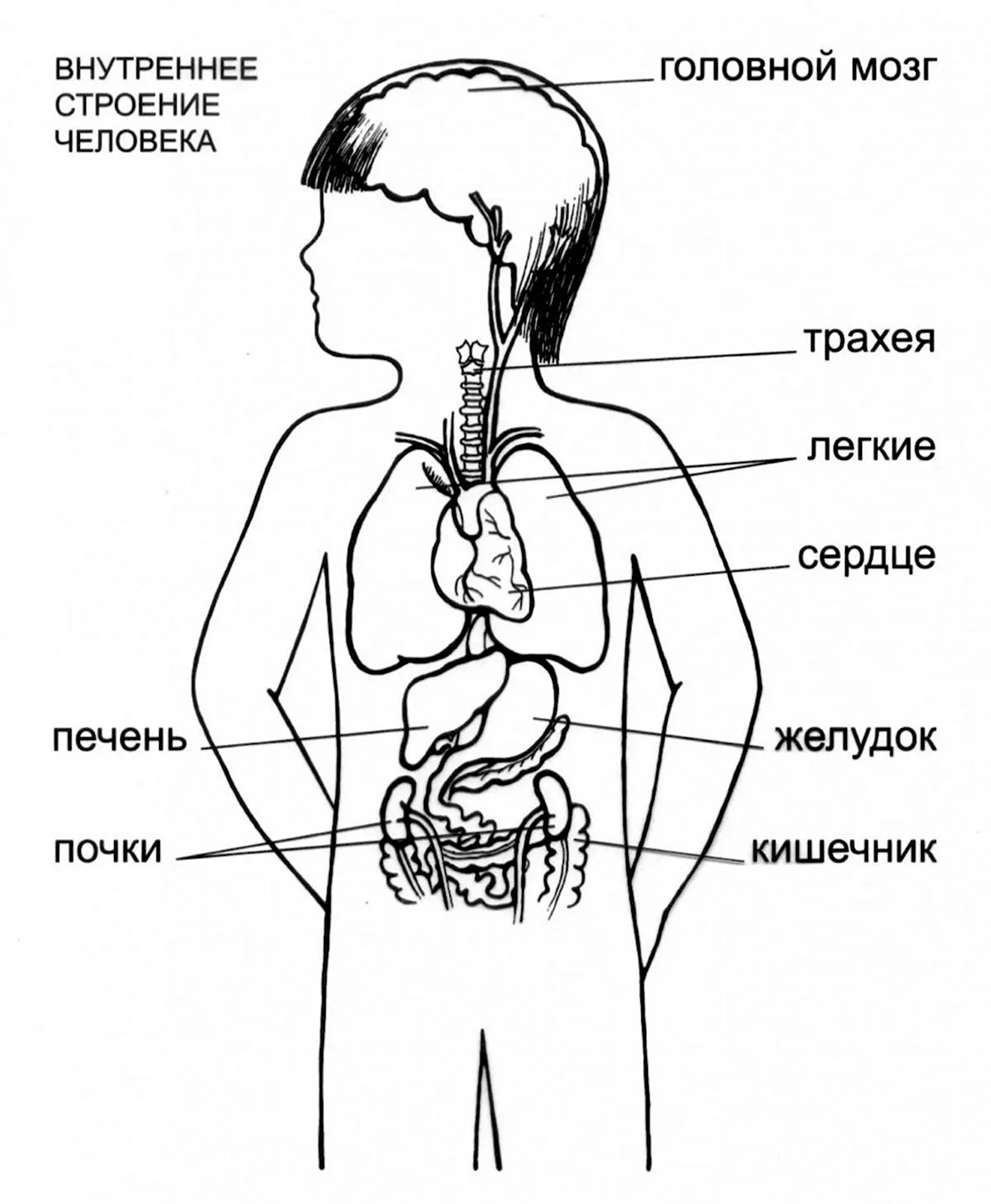 Анатомия человека фото