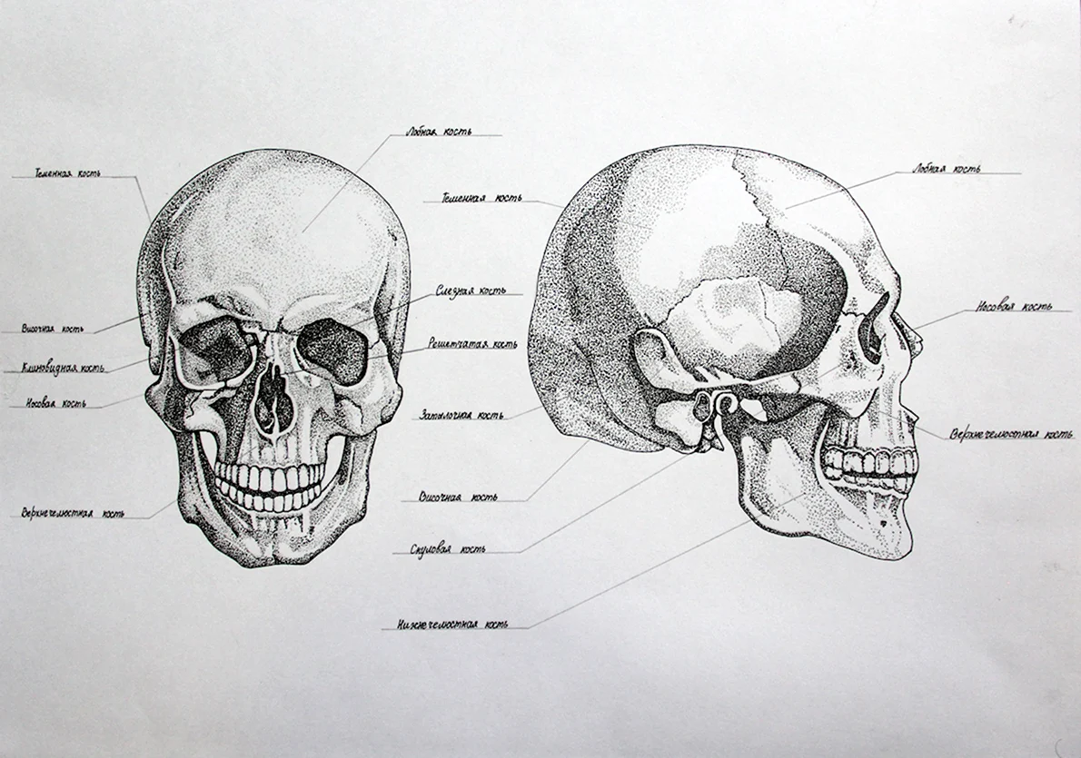 Рассмотрите скелет черепа он отличается. Кости черепа пластическая анатомия. Пластическая анатомия костей черепа. Анатомия черепа человека для художников. Анатомия черепа для художников с подписями.