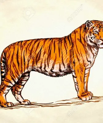 Тигр боком в полный рост