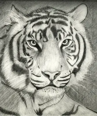 Тигр для рисования