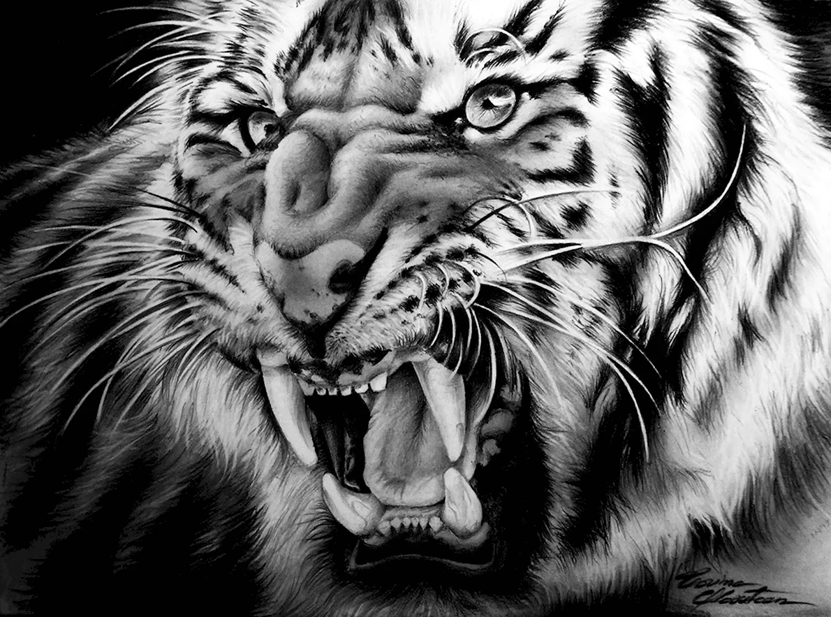 Тигр оскал