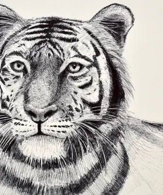 Тигр рисунок карандашом для начинающих