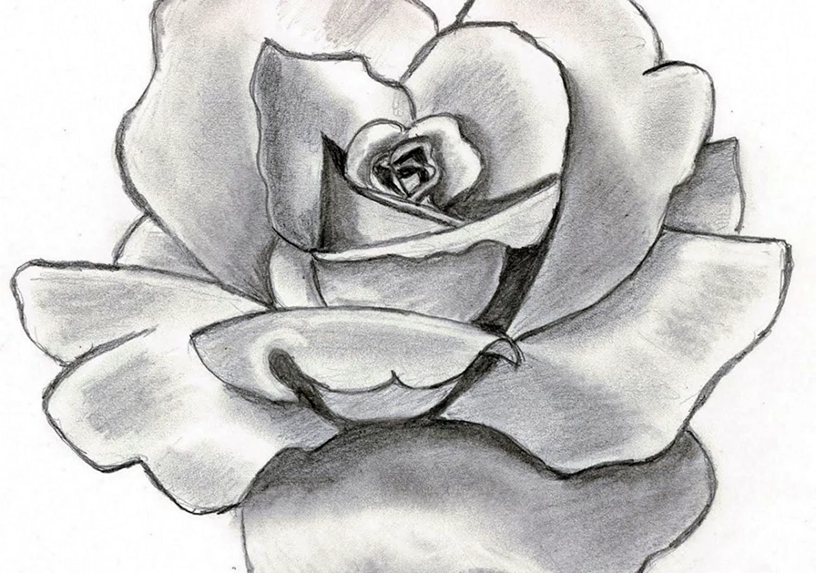 Рисунки для срисовки красивые картинки цветов (35 шт)