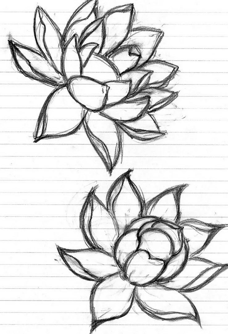 Срисовки карандашом красивые легко поэтапно цветы (25 шт)
