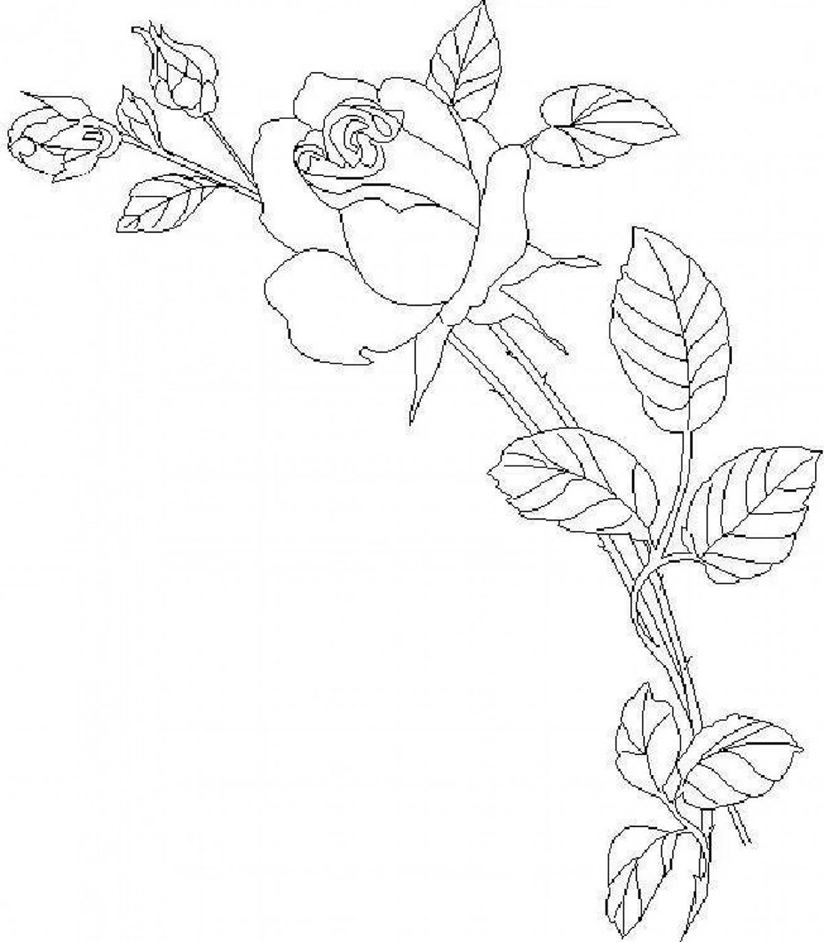 Цветы карандашом раскраска (30 шт)