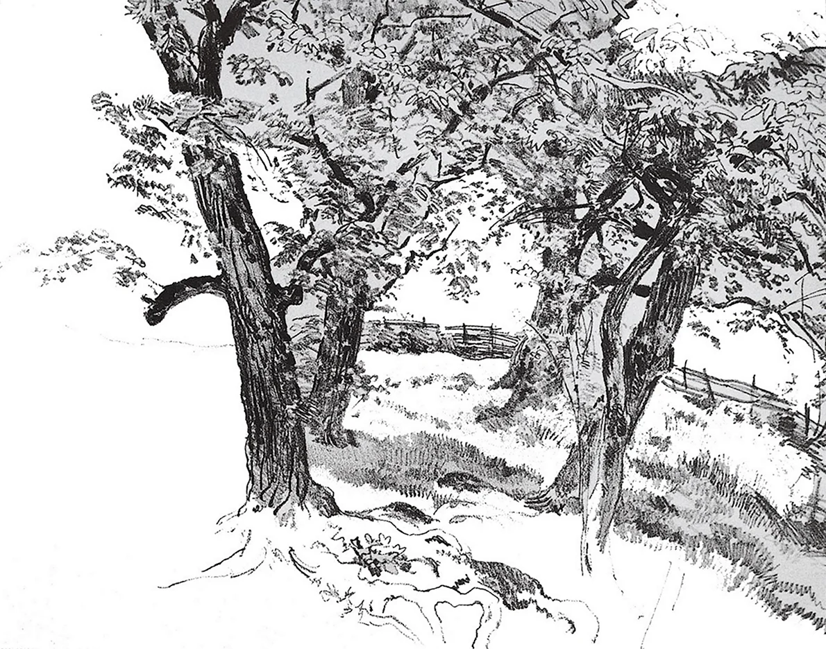 Зарисовки деревьев Ивана Шишкина