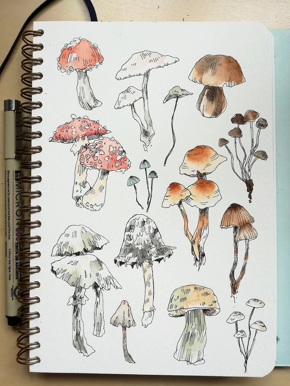 Зарисовки грибов