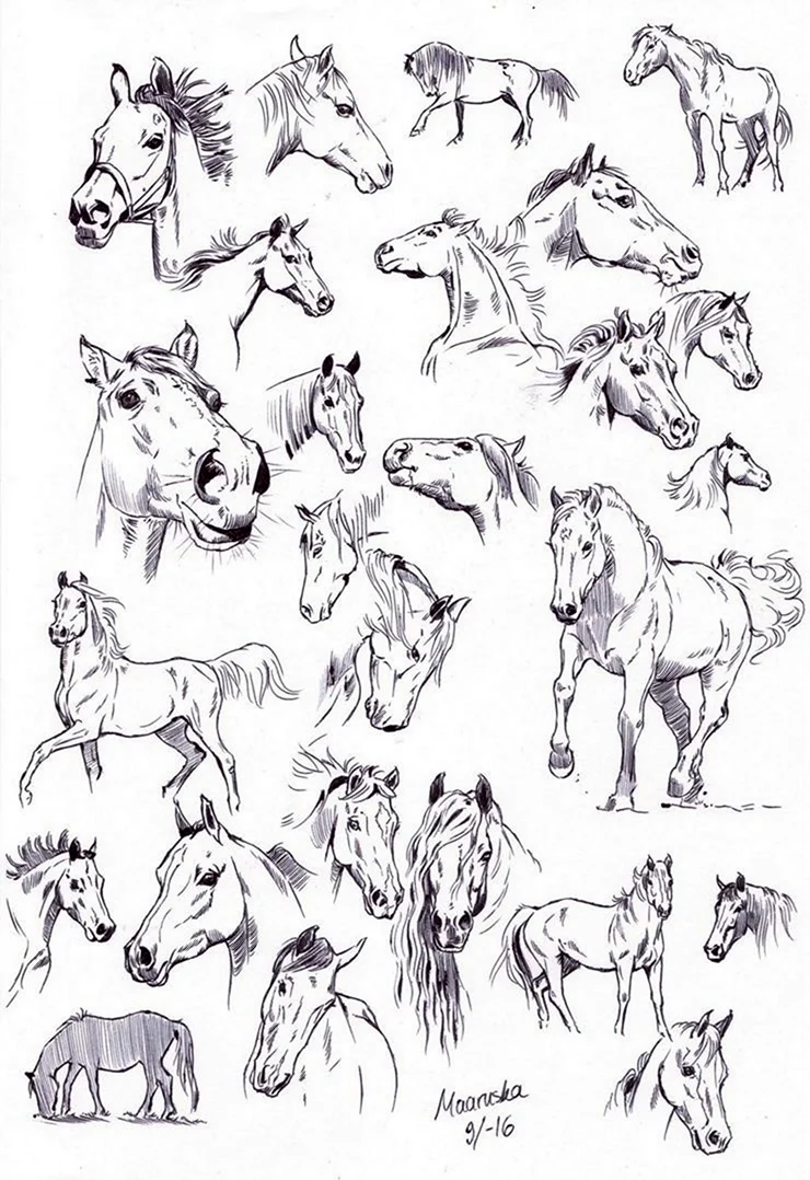 Зарисовки коней