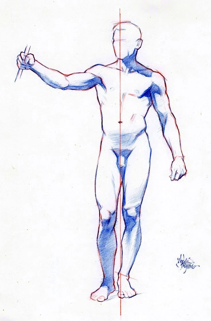 Зарисовки тела человека